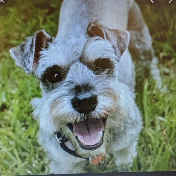 brinley_wilson